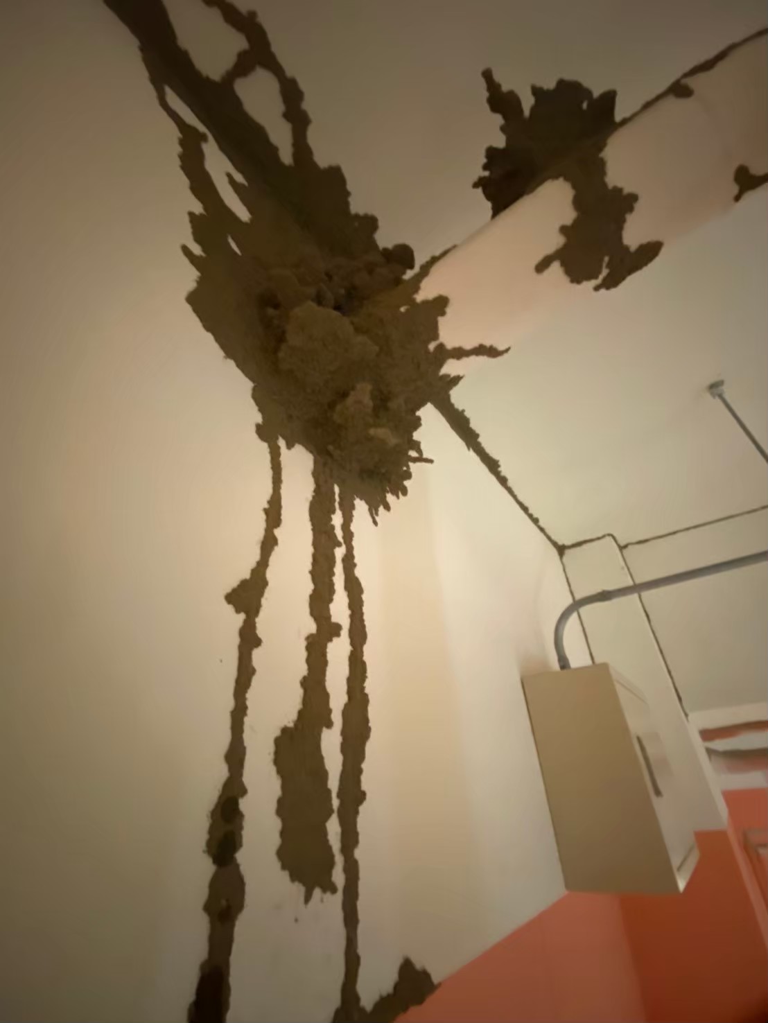 Ho消毒有限公司的實際案例圖片